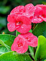 Image result for Euphorbiaceae