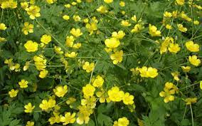 Prior to planting ground covers, make sure that existing weeds are hoed, pulled or killed with an ground covers that develop flowers and fruit often require more maintenance than evergreen eriogonum umbellatum sulfur flower. Ask A Master Gardener Creeping Buttercup Can Be Overcome Duluth News Tribune