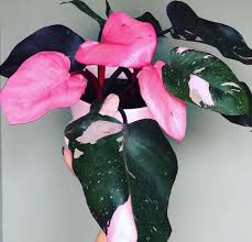 Pink Princess Philodendron Philodendron Plant Unusual Plants Philodendron