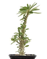 Image result for Adenia fruticosa