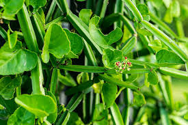 Image result for Cissus crusei