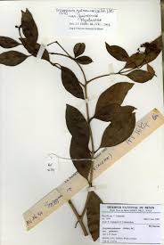 Image result for Syzygium owariense