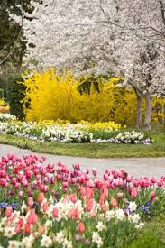 Love Early Spring Spring Garden Beautiful Gardens Spring Beauty