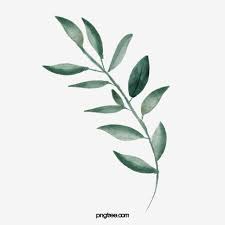 Folhas De Aquarela Clipart Aquarela Verde Folha Imagem Png E Psd Para Download Gratuito Folhas De Aquarela Flores Em Aquarela Folhas Verdes