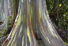 Mindanao gum, deglupta, rainbow eucalyptus, rainbow bark, rainbow gum (en). Rainbow Eucalyptus Tree Learn About Rainbow Eucalyptus Growing Conditions