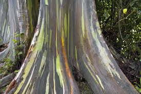 Maybe you would like to learn more about one of these? Rainbow Eucalyptus Tree Rainbow Eucalyptus Growing Conditions