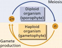 How do animal cells plant cells freshwater protists and bacteria deal with osmosis. Biological Diversity 3