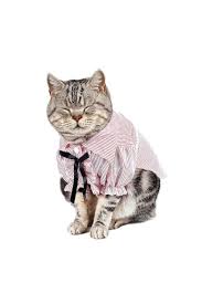 Pipifren Kedi Kiyafetleri S M L Beden Sadece Mavi Renk Trendyol