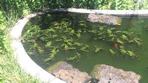 Check spelling or type a new query. Goldfish Spawning Youtube