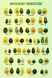 Just what is an avocado's cold tolerance level? All About Avocados