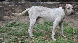 Dit besluit zorgt voor een handhaving van de verkoop van gezonde en goed verzorgde dieren. Gnvdd Hond Ondertekent Nieuwe Braziliaanse Dierenwet Animals Today