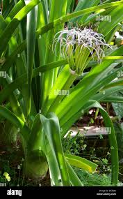 Image result for Adenostemma mauritianum