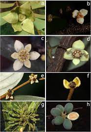 We did not find results for: Floral Evolution By Simplification In Monanthotaxis Annonaceae And Hypotheses For Pollination System Shifts Scientific Reports