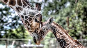 Check spelling or type a new query. Giraffe Hd 1080p 2k 4k 5k Hd Wallpapers Free Download Wallpaper Flare