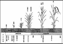 第４回 植物の生育状態の計測と診断 １ １ 植物の生産力 植物の生産力は 生育期間中に生産される乾物重や収量 子実やイモなど によって示され 前者を乾物生産力 後者を収量生産力と呼んでいる これらの生産力は 種や品種によって異なるほか