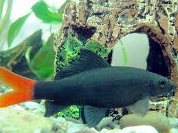 Check spelling or type a new query. Red Tail Shark 101 Care Size Tank Mates Food More