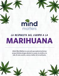 Marijuana as a term varies in usage, definition and legal application around the world. Mind Matters La Respuesta Del Cuerpo A La Marihuana Nida For Teens