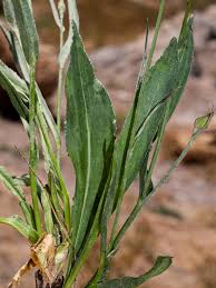 Image result for Pseudopodospermum hispanicum