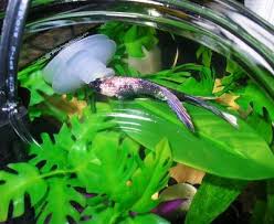 I notice they get slimy so scrub the back of. Hydraulics Pneumatics Plumbing Air Tool Hose Reels Zoo Med Betta Bed Leaf Hammock