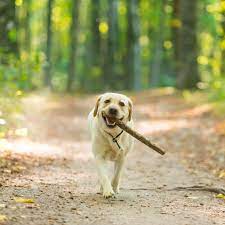 Every dog is different and what suits one may not suit another. Seresto Flea And Tick Dog Collar Review Popsugar Pets