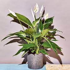 Tolerant of super low light levels, the zz plant is a perfect pick for apartments or office cubicles that get little natural light. How To Keep These 15 Low Light Plants Alive