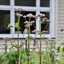Image result for Valeriana capensis
