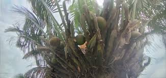 Image result for Cycas thouarsii