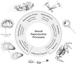 Frontiers | Ocean acidification does not overlook sex: Review of  understudied effects and implications of low pH on marine invertebrate  sexual reproduction