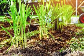 The best thing about this herb plant is that it can grow easily and you don't have. How To Grow Lemongrass When To Plant Grow Harvest Better Homes And Gardens