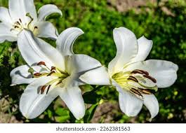 Image result for Liliaceae