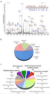 Chung wan ling & co. Phosphoproteomic Analysis Of Methanohalophilus Portucalensis Fdf1 T Identified The Role Of Protein Phosphorylation In Methanogenesis And Osmoregulation Scientific Reports