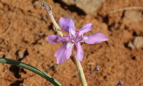 Image result for Moraea niassensis