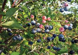 All vareities ripen at some point in time during the summer, however some varieties are known to have fruit that ripens. Get Blueberry Growing Secrets Recipes From Blue Pearl Farms Charleston Sc Charleston Magazine