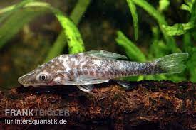 This loricariidae article is a stub. Vampir Otocinclus Nannoptopoma Sternoptychum Tiere Zierfische Welse Sonstige Welse