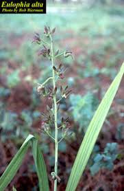 Image result for Eulophia alta