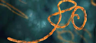 7 august 2018 data as reported by: Diagnosis Of Ebola Virus Disease Past Present And Future Omnia Health Insights