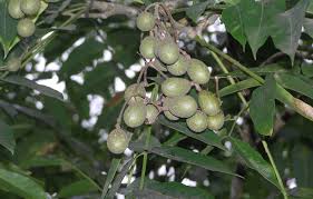 Image result for Cedrela