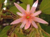 Image result for Grewia microthyrsa