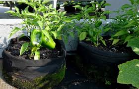 On the plants that need more moisture, i plant them in plastic pots then put that pot in a clay pot and fill in any cracks between the two. How To Take Care Of Your Smart Pots Through Winter Smart Pot Blog