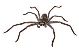 The huntsman, also known as huntsmaster, is the leader of the huntsclan and the main antagonist of the disney channel animated series american dragon: Huntsman Spiders Everything You Need To Know Pestxpert