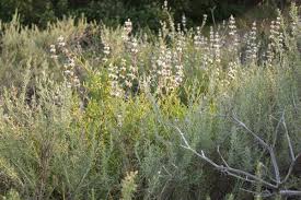 Image result for Artemisia sp.no.1