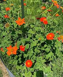 Image result for Tithonia