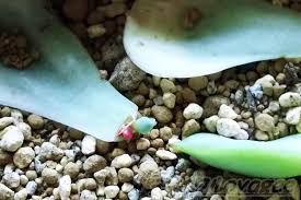 葉挿しの 良い子 悪い子 普通の子 ルノーディーン編 Oyageeの植物観察日記
