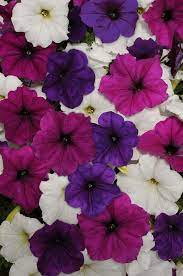 100 Pelleted Petunia Seeds Easy Wave Great Lakes Mix Easy Waves Wave Petunias Petunias