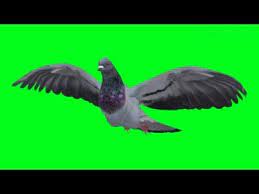 Flying Creatures Green Screen Free Long Video Youtube Green Screen Video Backgrounds Greenscreen Grass Drawing
