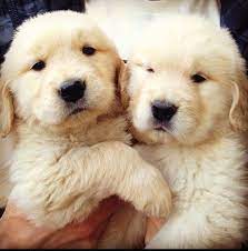 The golden retriever has a great personality and is easy to train, making this one of america's favorite family pets. Two Labrador Retriever Fluffy And Cute Puppies Click On Picture To See More Stuff Puppies Fluffy Puppies Cute Dogs