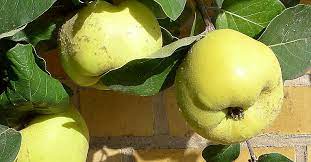 The quince (/ ˈ k w ɪ n s /; Training And Pruning A Quince Espalier Tree