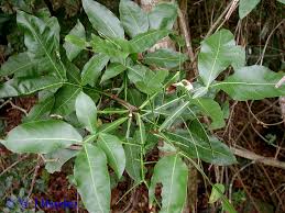 Image result for Melicoccus