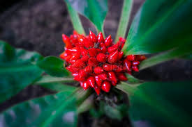 Image result for Palisota