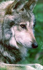 Beautiful Female Gray Wolf Mexican Gray Wolf Animals Wolf Dog